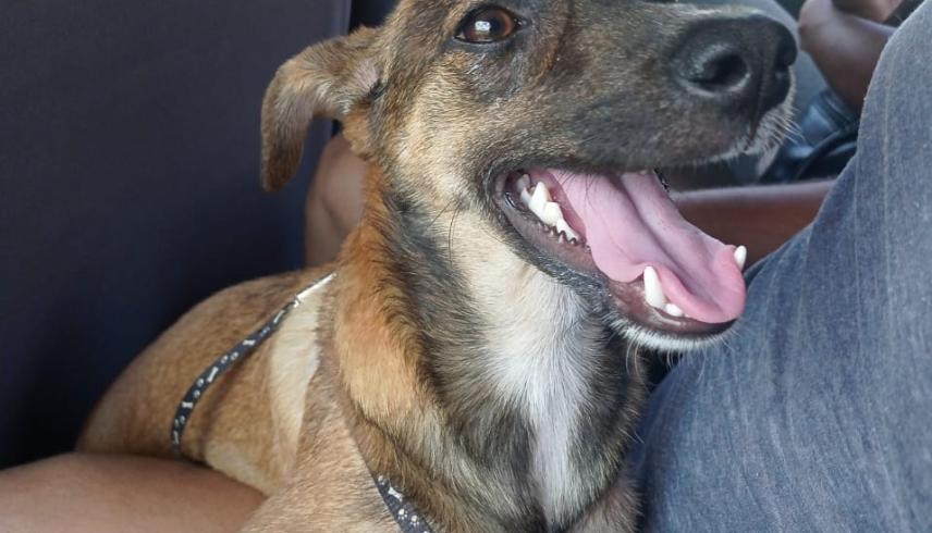 Como cuidar a tu peludos